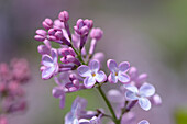Close-up of Common Lilac (Syringa vulgaris) in Garden in Spring, Bavaria, Germany