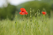 Close-up of a corn poppy (Papaver rhoeas) in a barley field in spring, Bavaria, Germany