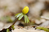 Nahaufnahme von Winter-Eisenhut (Eranthis hyemalis) im Vorfrühling, Oberpfalz, Bayern, Deutschland