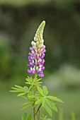 Close-up of Lupin (Lupinus angustifolius) Blossoms in Meadow in Spring, Bavaria, Germany