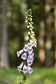 Close-up of Common Foxglove (Digitalis purpurea) Blossoms in Forest in Spring, Bavaria, Germany