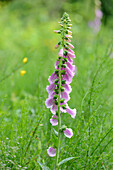 Nahaufnahme von Fingerhutblüten (Digitalis purpurea) im Wald im Frühling, Bayern, Deutschland