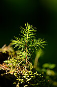 Close-up of Norway Spruce (Picea abies) Seedling in Forest, Upper Palatinate, Bavaria, Germany
