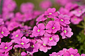 Close-up of Pink Blossoms in Spring, Bavaria, Germany