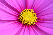 Nahaufnahme der Blüte der Gartenkosme (Cosmos bipinnatus) im Garten, Bayern, Deutschland