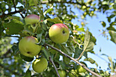 Nahaufnahme von am Baum hängenden Äpfeln, Steiermark, Österreich