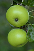 Nahaufnahme von Äpfeln am Baum hängend, Steiermark, Österreich