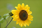 Nahaufnahme einer Sonnenblumenblüte (Helianthus annuus) in einem Garten. Bayern, Deutschland