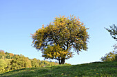 Landschaft mit Apfelbaum auf Wiese im Herbst, Bayern, Deutschland