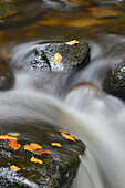 Nahaufnahme von fließendem Wasser im Bach im Herbst, Nationalpark Bayerischer Wald, Bayern, Deutschland
