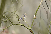 Close-up of a Common Chaffinch (Fringilla coelebs) sitting on a little branch