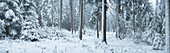 Wald mit schneebedeckten Fichten (Picea abies) im Winter, Oberpfalz, Bayern, Deutschland