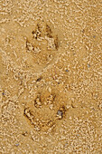 Nahaufnahme von Pfotenabdrücken im Sand, Oberpfalz, Bayern, Deutschland