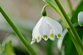 Nahaufnahme einer Frühlingsschneeflocke (Leucojum Vernum) Blüte im Wald im Frühling, Oberpfalz, Bayern, Deutschland