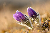 Pulsatilla (Pulsatilla vulgaris) Blooms in Grassland in Evening in Early Spring, Upper Palatinate, Bavaria, Germany