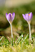 Frühlingskrokus (Crocus vernus) im Grünland im zeitigen Frühjahr, Oberpfalz, Bayern, Deutschland