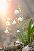 Nahaufnahme von Frühlingsschneeflocke (Leucojum vernum) Blüte im Wald im Frühling, Oberpfalz, Bayern, Deutschland
