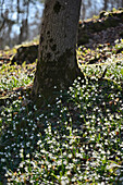 Frühlingsschneeflocke (Leucojum vernum) Blüte im Wald im Frühling, Oberpfalz, Bayern, Deutschland