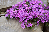 Nahaufnahme der Blüten von Kriechendem Phlox (Phlox subulata) in Stonewall im Frühling, Bayern, Deutschland