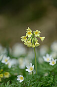 Nahaufnahme einer Echten Ochsenlilie (Primula elatior) zwischen Windröschenblüten (Anemone nemorosa) auf einer Wiese im Frühling, Bayern, Deutschland