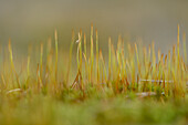 Nahaufnahme von Moosknospen (Tortula muralis) im Frühjahr, Bayern, Deutschland