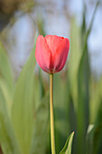 Nahaufnahme einer Tulpenblüte (Tulipa) im Frühling, Bayern, Deutschland