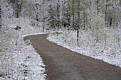 Lanscape of Road through Forest in Early Spring, Bavarian Forest National Park, Bavaria, Germany