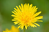 Nahaufnahme der Blüte des Gemeinen Löwenzahns (Taraxacum officinale) auf einer Wiese im Frühling, Steiermark, Österreich