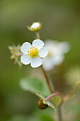 Close-up of Wild Strawberry (Fragaria vesca) Blossom in Meadow in Spring, Styria, Austria