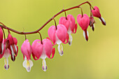 Nahaufnahme von Bleeding Heart (Lamprocapnos spectabilis) Blüten im Garten im Frühling, Steiermark, Österreich