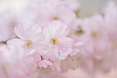 Nahaufnahme der Blüten der Japanischen Kirsche (Prunus serrulata) im Frühling, Franken, Bayern, Deutschland