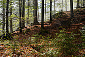 Waldlandschaft im Frühling, Nationalpark Bayerischer Wald, Bayern, Deutschland