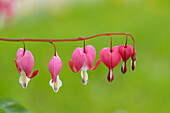 Nahaufnahme von Blutrosenblüten (Lamprocapnos spectabilis) im Garten im Frühling, Steiermark, Österreich