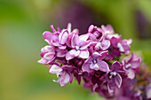 Nahaufnahme von Fliederblüten (Syringa vulgaris) im Frühling, Steiermark, Österreich