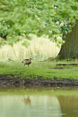 Close-up of Egyptian goose (Alopochen aegyptiaca) on a meadow in early summer, Wildpark Alte Fasanerie Hanau, Hesse, Germany