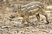Nahaufnahme eines Wildschweins (Sus scrofa) Ferkel im Wald im Frühsommer, Wildpark Alte Fasanerie Hanau, Hessen, Deutschland
