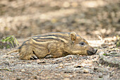 Close-up of a Wild boar or wild pig (Sus scrofa) piglet in a forest in early summer, Wildpark Alte Fasanerie Hanau, Hesse, Germany