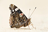 Nahaufnahme eines Roten Admirals (Vanessa atalanta) auf einem Holzbrett im Frühsommer, Wildpark Alte Fasanerie Hanau, Hessen, Deutschland