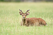 Nahaufnahme eines Sikahirsches (Cervus nippon) auf einer Wiese im Frühsommer, Wildpark Alte Fasanerie Hanau, Hessen, Deutschland