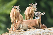 Nahaufnahme einer Mufflonmutter mit Jungtier (Ovis orientalis orientalis) im Frühsommer, Wildpark Alte Fasanerie Hanau, Hessen, Deutschland