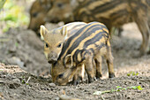 Close-up of Wild boar or wild pig (Sus scrofa) piglets in a forest in early summer, Wildpark Alte Fasanerie Hanau, Hesse, Germany
