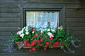 Nahaufnahme eines Gartenhausfensters mit Blumen im Frühsommer, Bayern, Deutschland