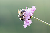 Close-up of European Honeybee (Apis mellifera) on Flower in Summer, Upper Palatinate, Bavaria, Germany