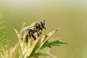 Close-up of European Honeybee (Apis mellifera) in Summer, Upper Palatinate, Bavaria, Germany