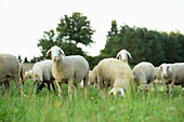 Schafherde (Ovis aries) auf einer Wiese im Sommer, Oberpfalz, Bayern, Deutschland