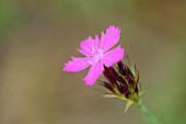 Close-up of a Carthusian Pink (Dianthus carthusianorum) in summer, Upper Palatinate, Bavaria, Germany