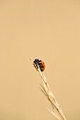 Seven-spot ladybird bug (Coccinella septempunctata) sitting on a weed in summer, Upper Palatinate, Bavaria, Germany