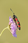 Close-up of a Six-spot Burnet moth (Zygaena filipendulae) sitting on a flower in summer, Upper Palatinate, Bavaria, Germany
