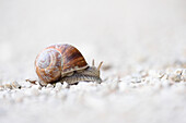 Close-up of Burgundy snail (Helix pomatia) on Gravel Road, Upper Palatinate, Bavaria, Germany