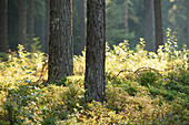Landschaft mit Sonnenaufgang in einem Wald aus Waldkiefern (Pinus sylvestris L.) im Frühsommer